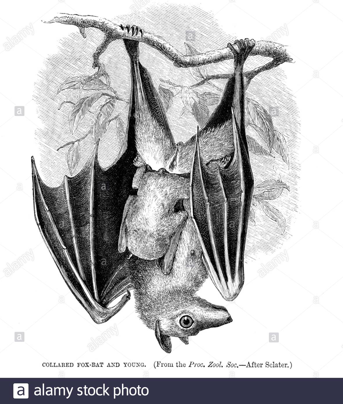 Fox Bat à col et jeune, illustration vintage de 1893 Banque D'Images