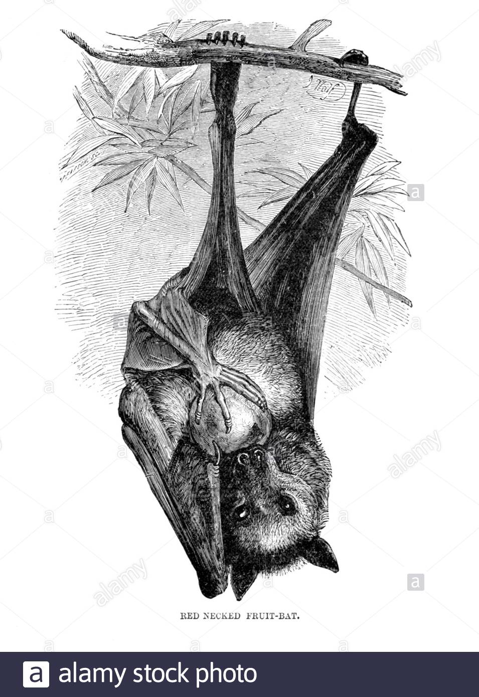 Bat aux fruits à col rouge, illustration vintage de 1893 Banque D'Images