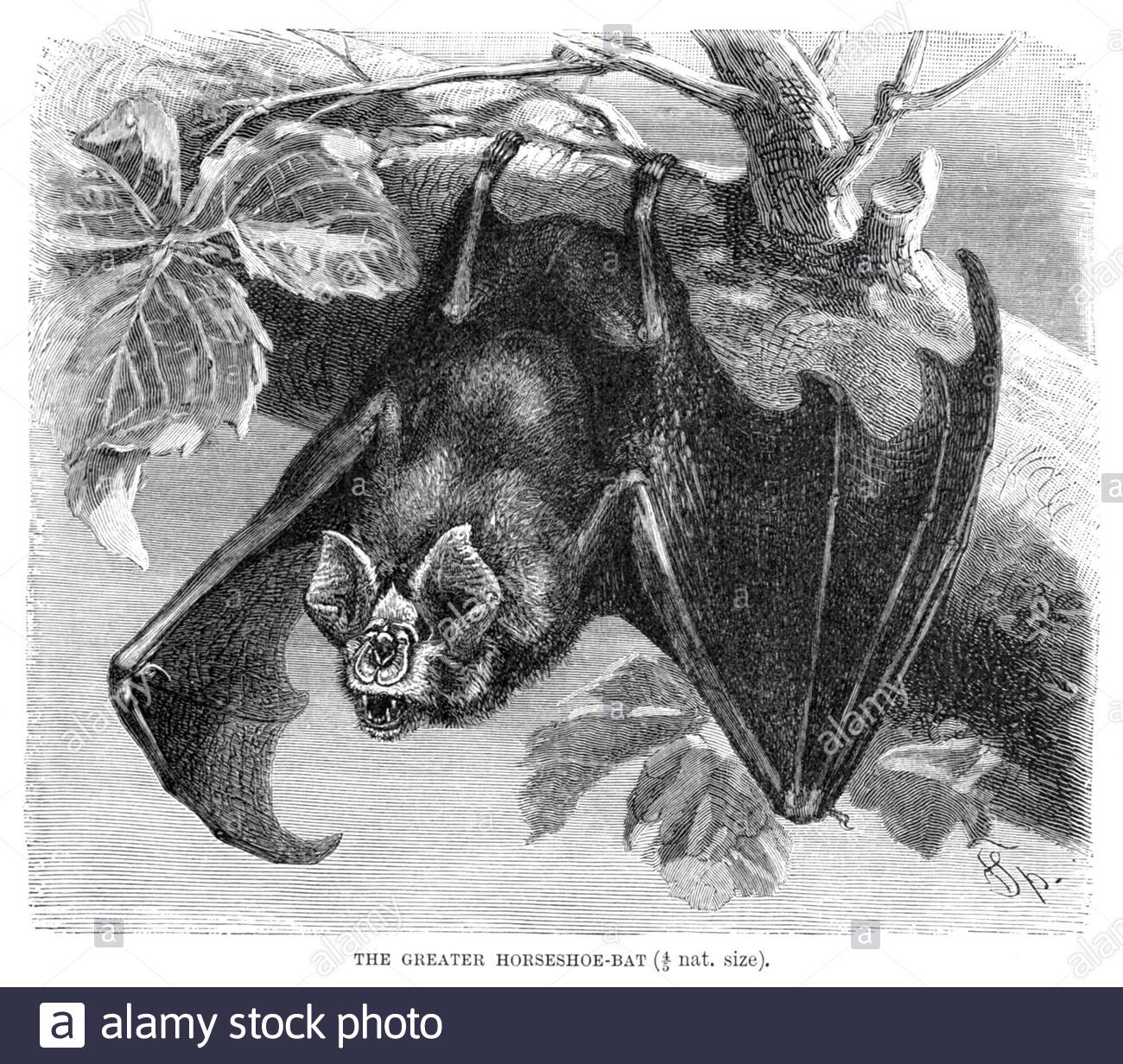 Greater Horseshoe Bat, illustration vintage de 1893 Banque D'Images