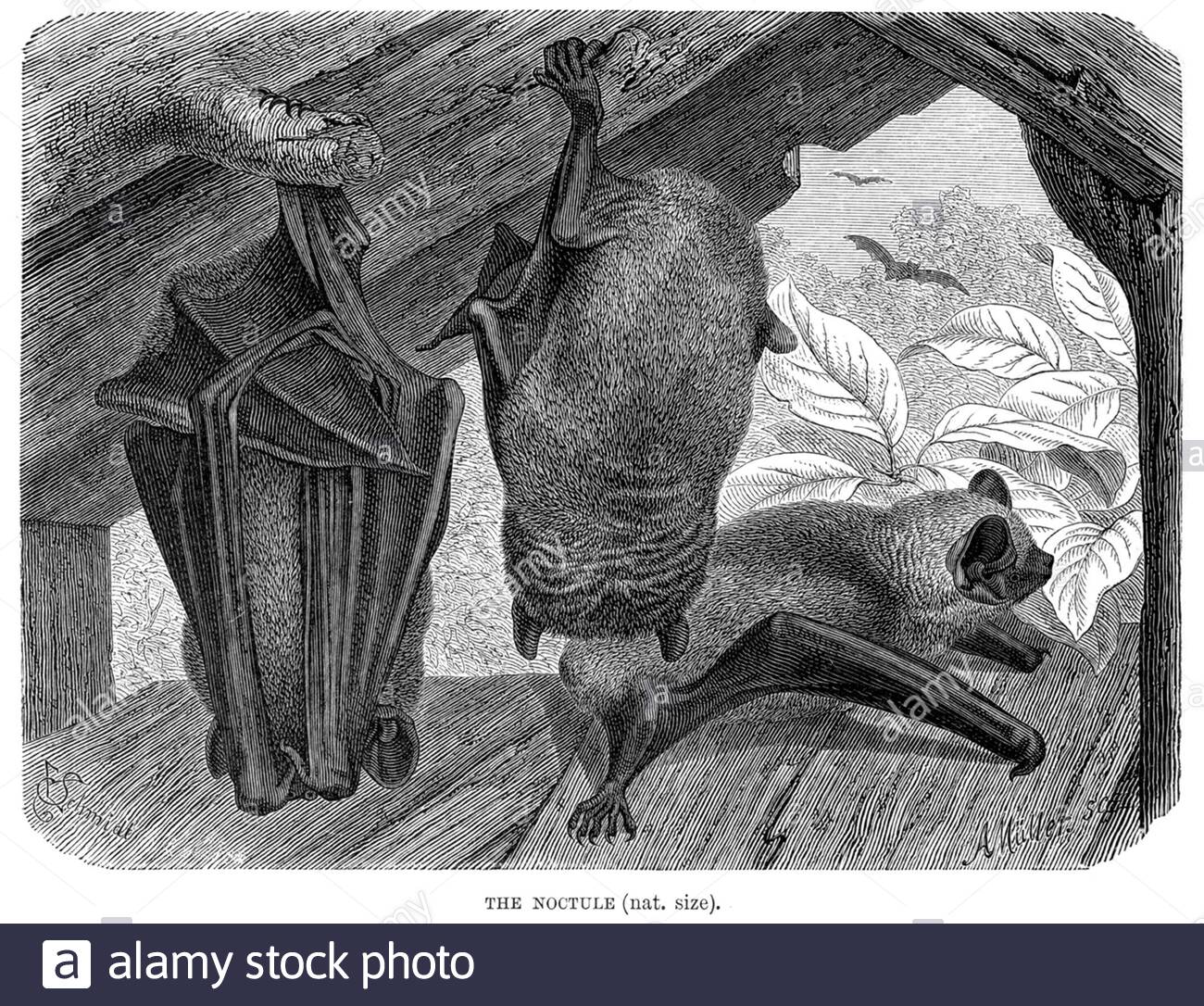 Noctule Bat, illustration ancienne de 1893 Banque D'Images