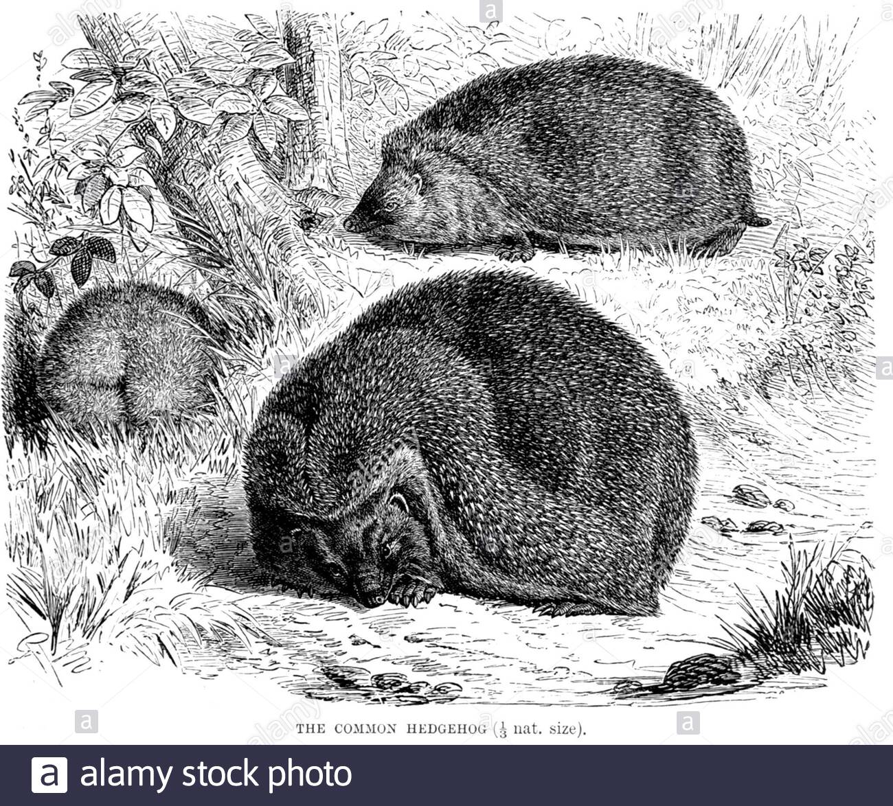 Herisson dessin vintage Banque d'images noir et blanc - Alamy