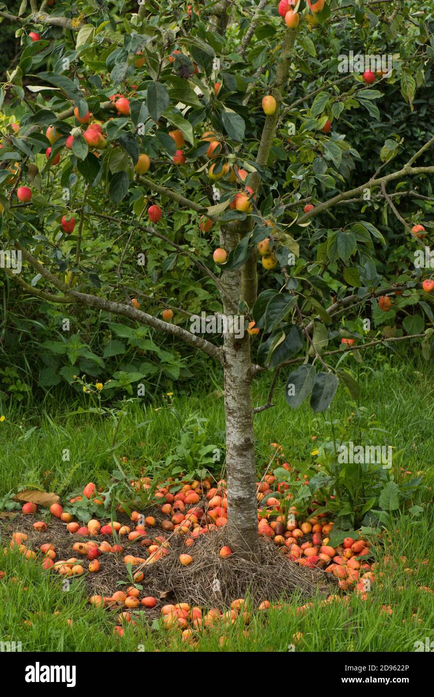 Pomme de crabe vengeur Malus 'John Downie' petit fruit rouge vif autour de la base de l'arbre après une tempête, Berkshire, août Banque D'Images