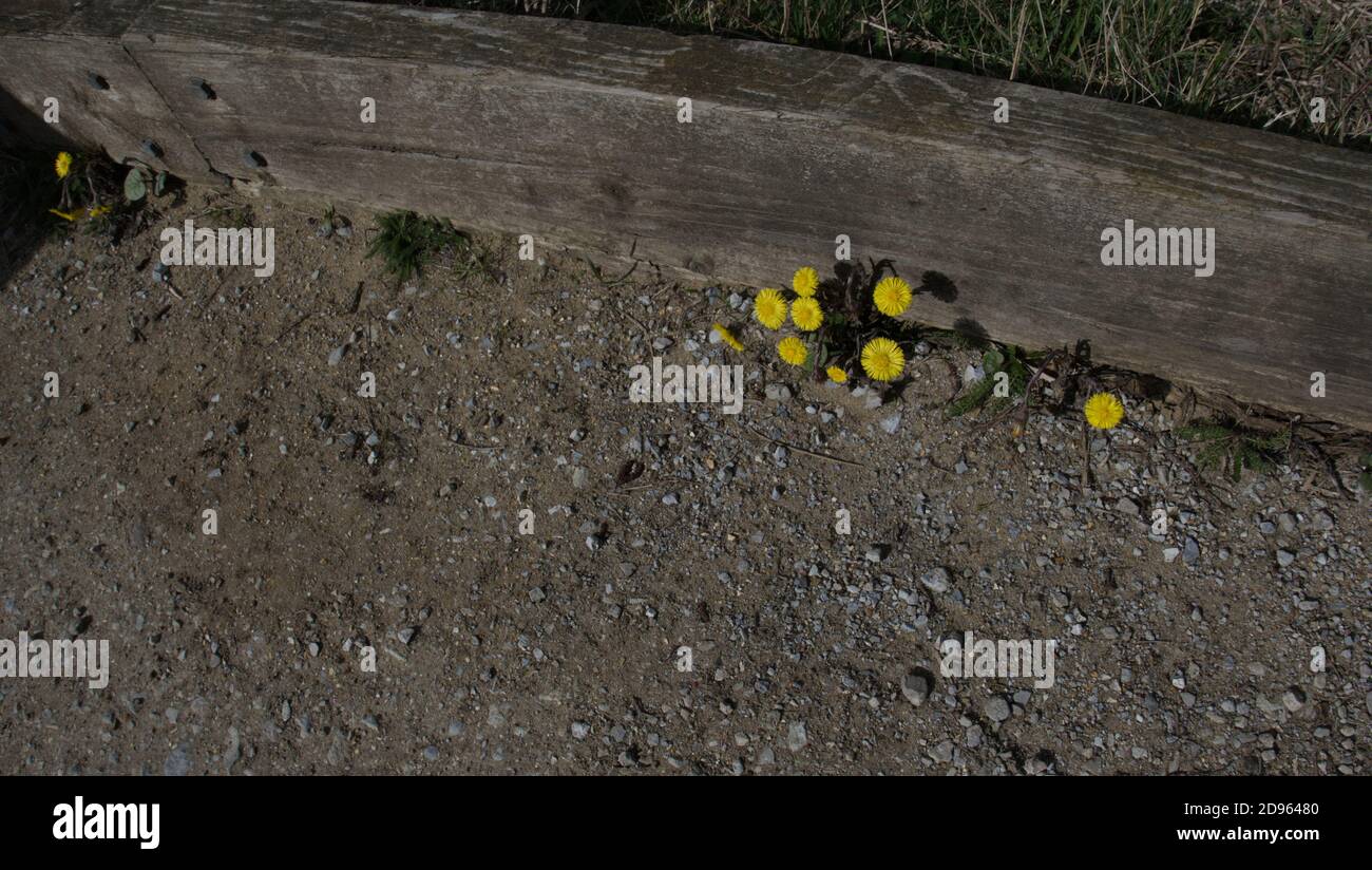 Fleur de pied de coltsfoot sur le bord d'un chemin Banque D'Images