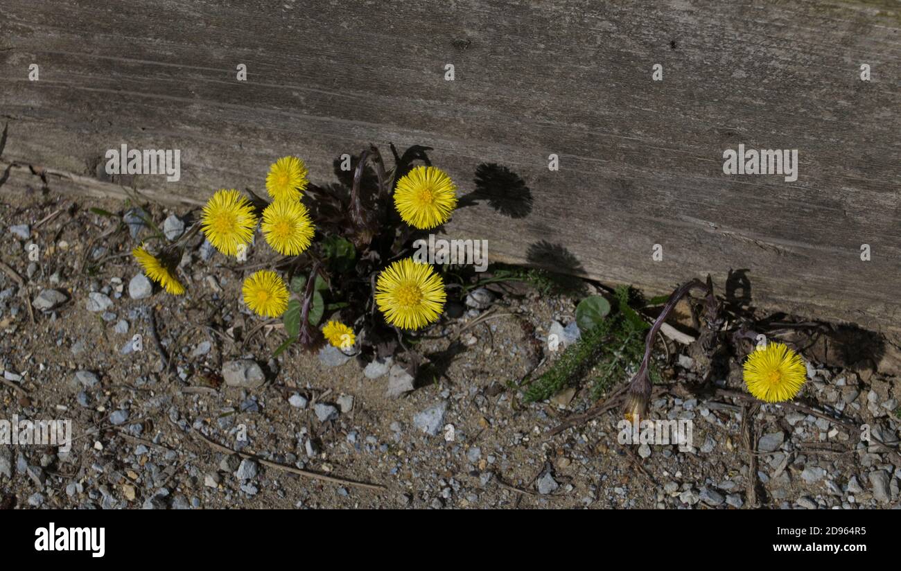 Fleur de pied de coltsfoot sur le bord d'un chemin Banque D'Images