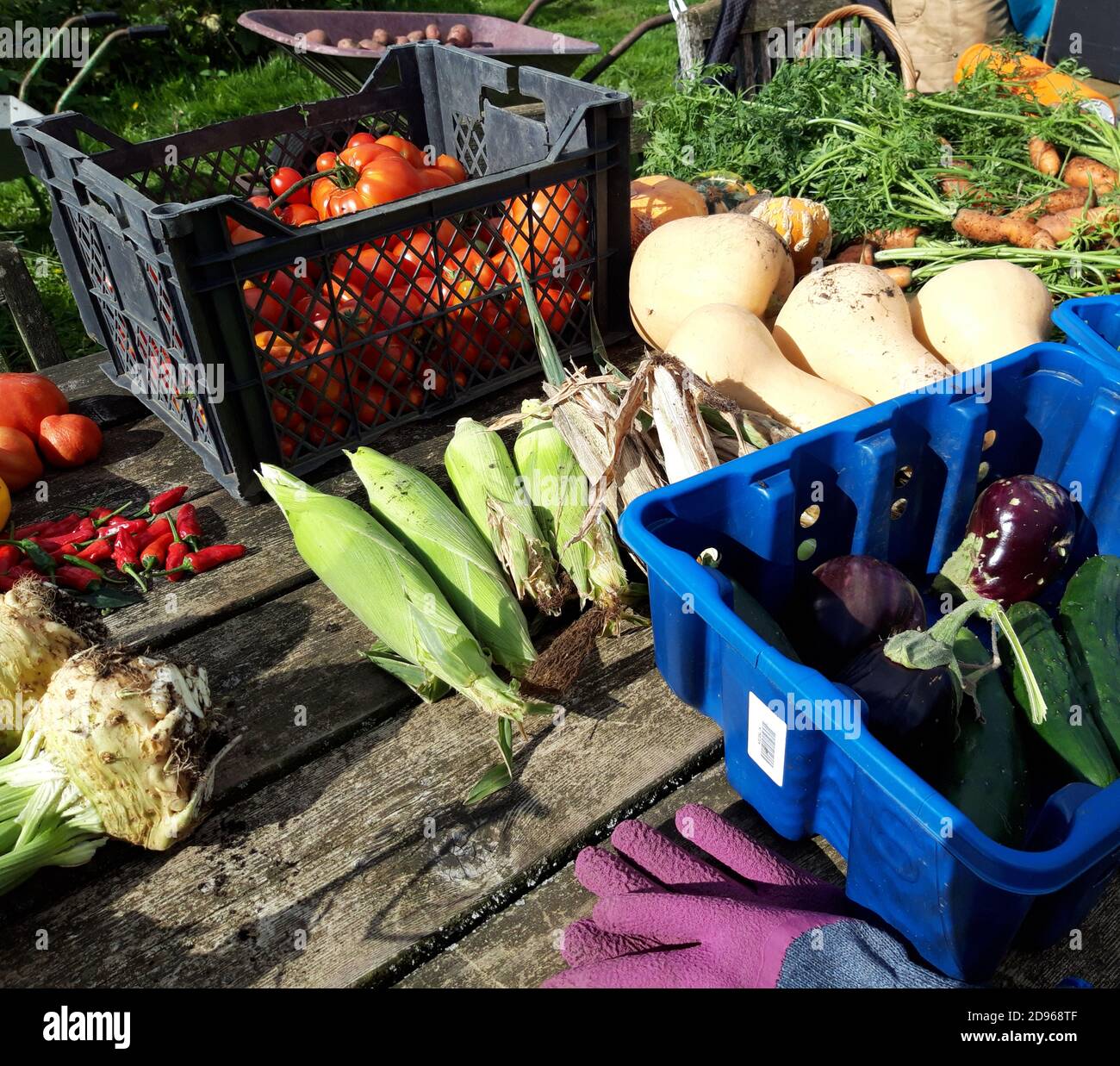 Présentation de légumes biologiques fraîchement cueillis. Banque D'Images