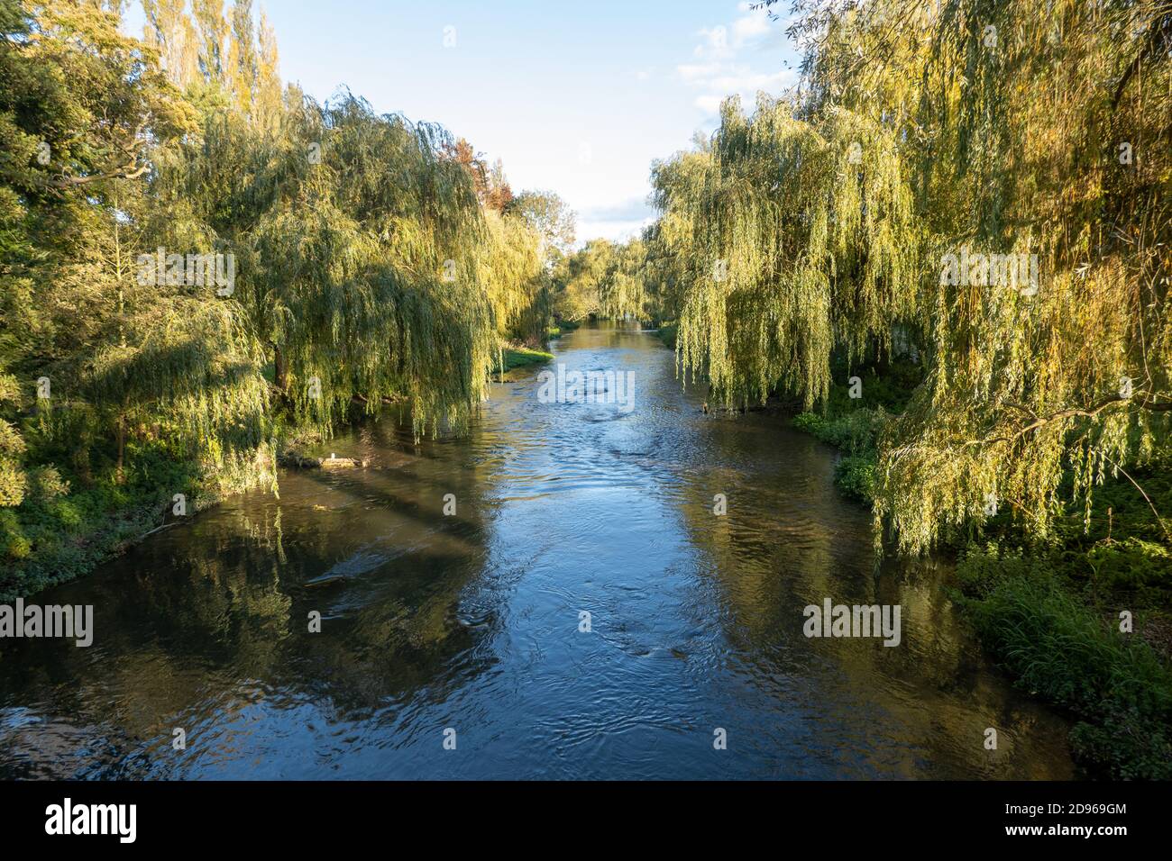 Des weping Willows bordent les rives de la rivière Avon Banque D'Images