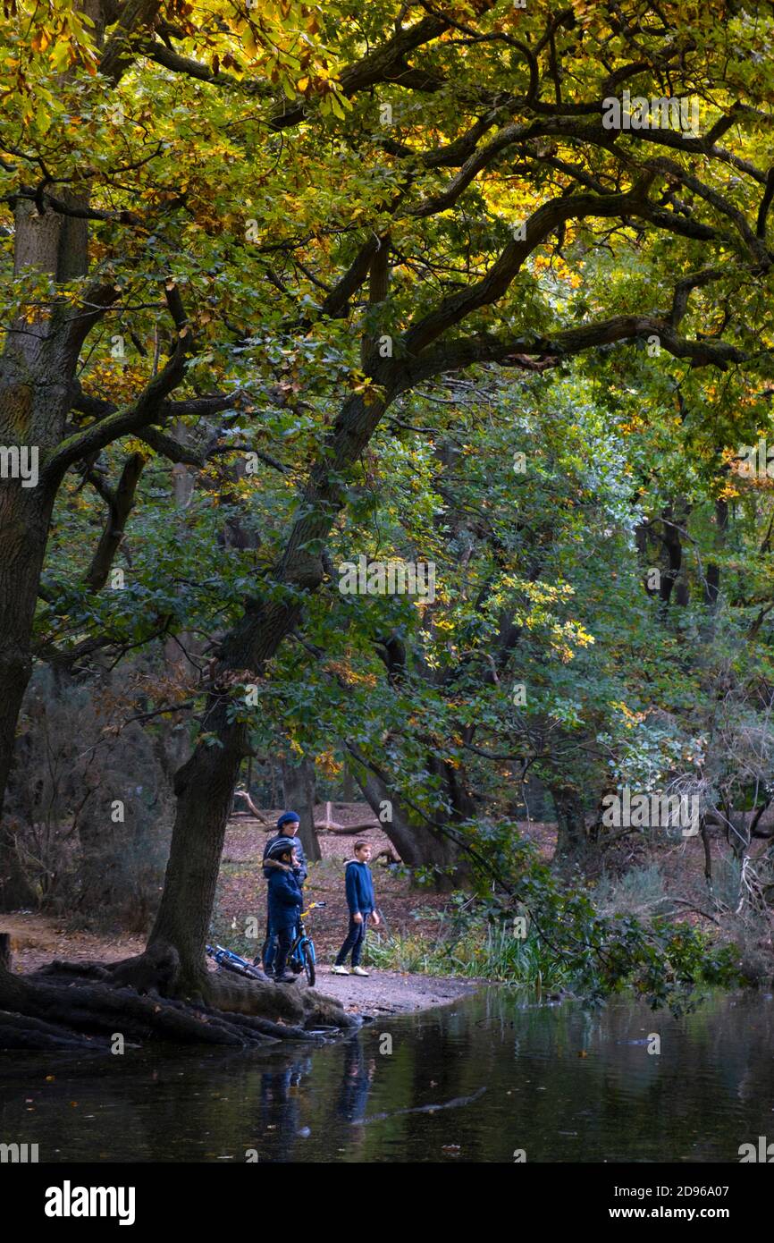 Europe, Royaume-Uni, Angleterre, Londres, Nord de Londres, Hampstead, Hampstead Heath, feuilles d'automne dans un parc, les gens de la région appréciant une promenade Banque D'Images