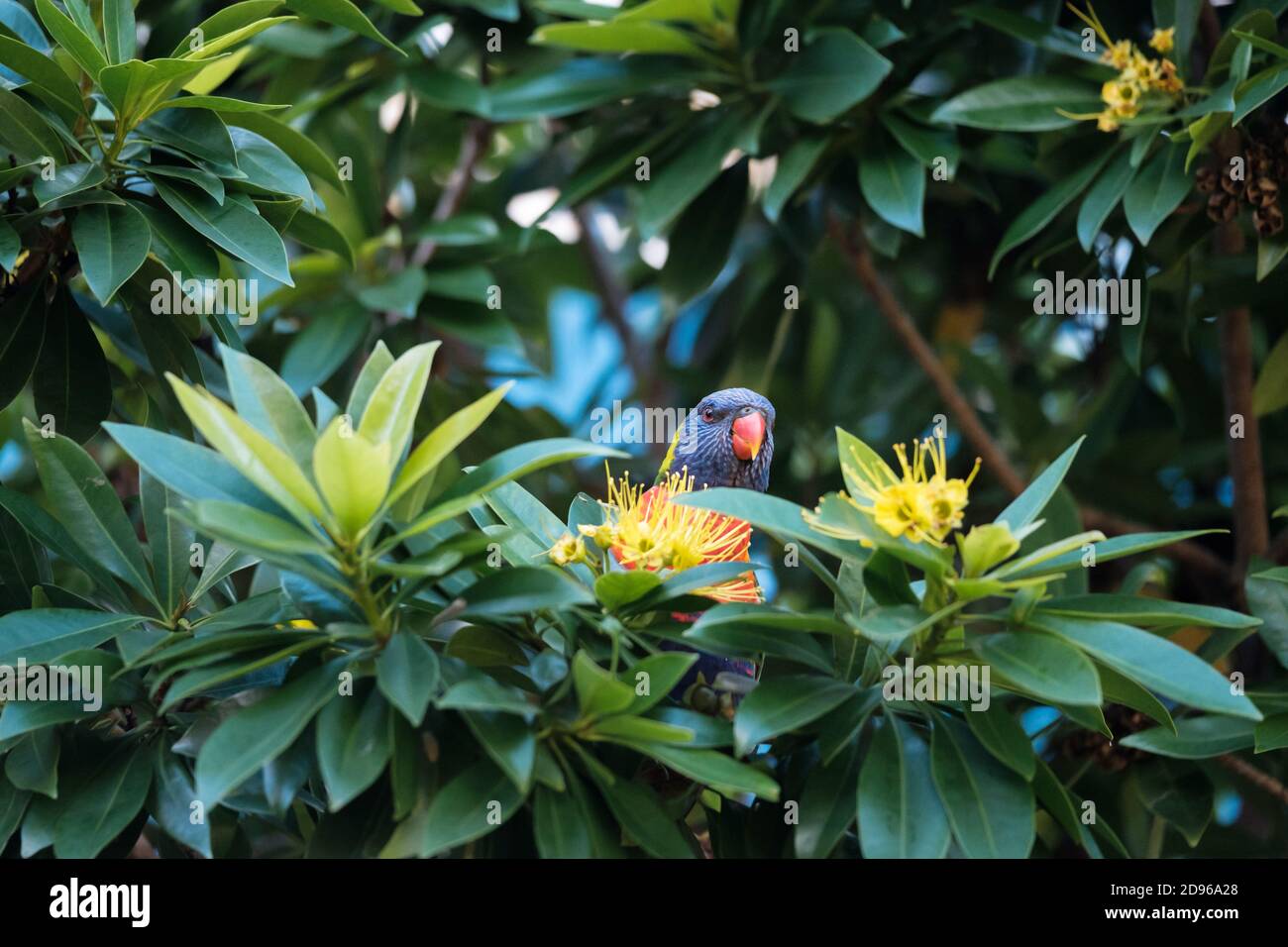 Orikeet arc-en-ciel australien (Trichoglossus moluccanus) Dans son habitat naturel perché dans un Golden en pleine floraison Penda Tree bénéficiant de la vue d'en haut Banque D'Images