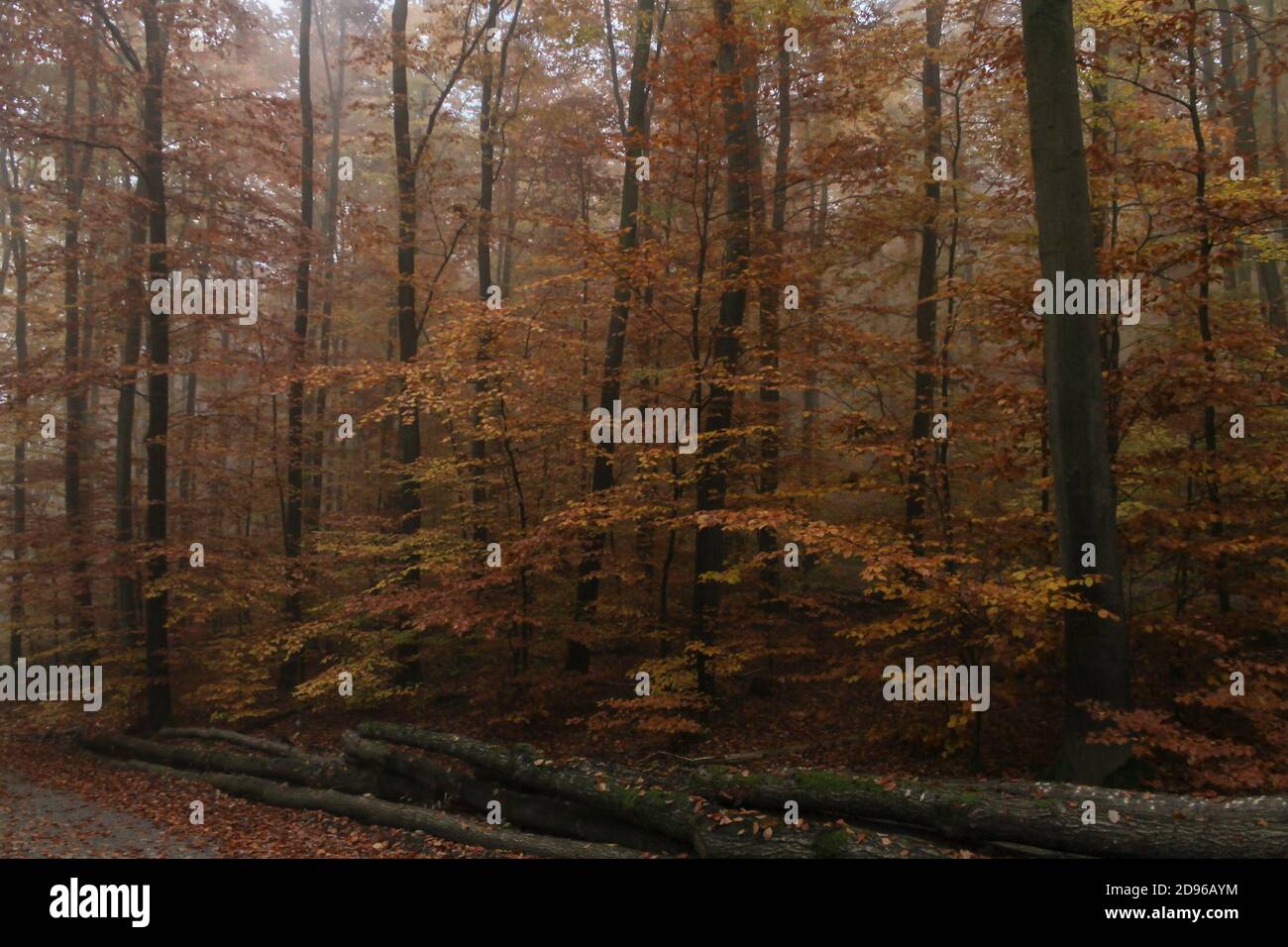 Forêt d'automne avec de hauts arbres, feuilles jaunes et rouges, et bois coupé dans la route. Concept de protection et d'entretien de la forêt.piles de bois dans des forts étonnants Banque D'Images