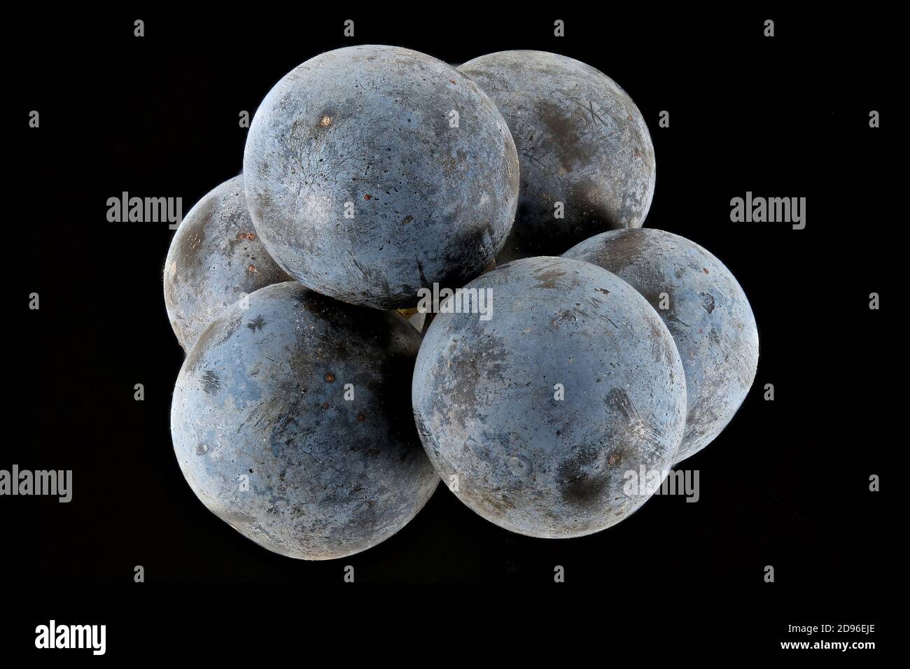 Prunus spinosa, Blackthorn, sloe, Schlehdorn, Schwarzdorn, gros plan, fruits Banque D'Images