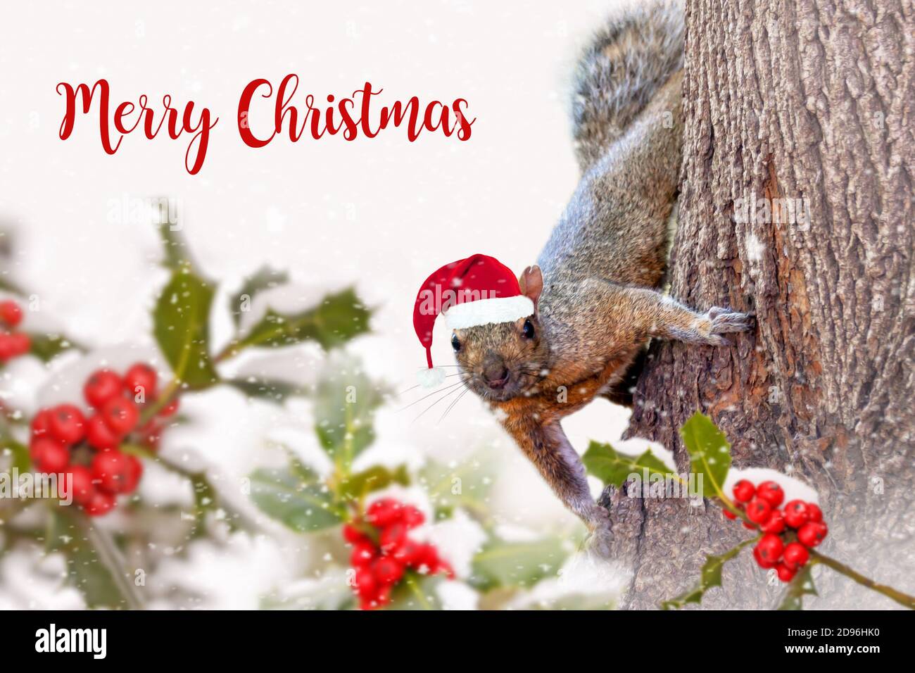 Joyeux Noël avec un écureuil mignon avec un chapeau de Père Noël dans la neige et le houx. Carte de vœux amusante pour les fêtes. Banque D'Images