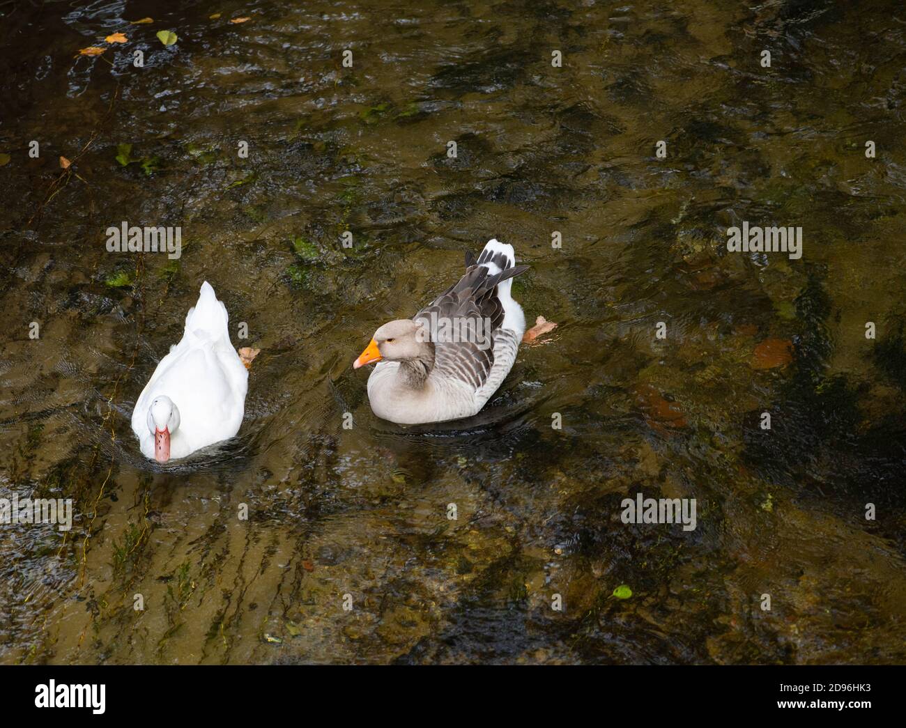 Oies domestiques (Anser anser domesticus ou Anser cygnoides domesticus,deux espèces distinctes)sont domestiquées bernaches grises flottant dans la rivière en automne Banque D'Images