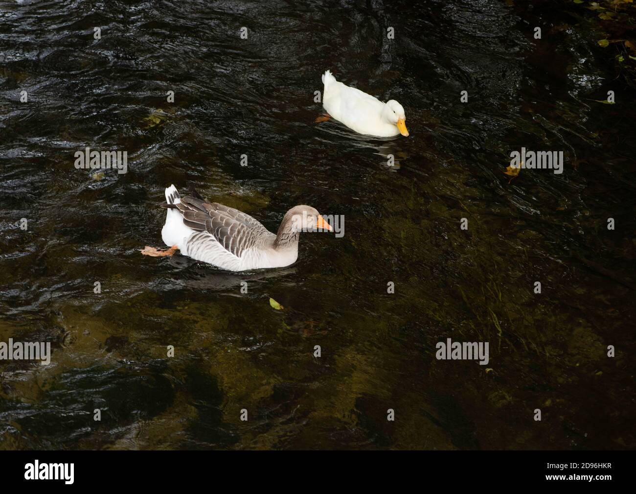 Oies domestiques (Anser anser domesticus ou Anser cygnoides domesticus,deux espèces distinctes)sont domestiquées bernaches grises flottant dans la rivière en automne Banque D'Images