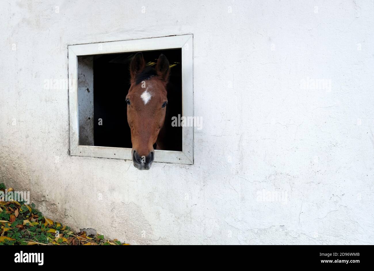 Cheval regardant par la fenêtre d'une écurie Banque D'Images