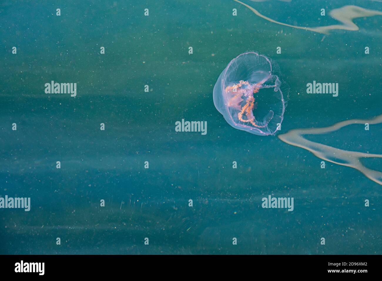 Un méduse de mer errant dans les eaux profondes de l'océan transmet la peur, le danger et le malaise. La gelée de poisson créepy dans la Baltique cause la phobie et l'aversion Banque D'Images