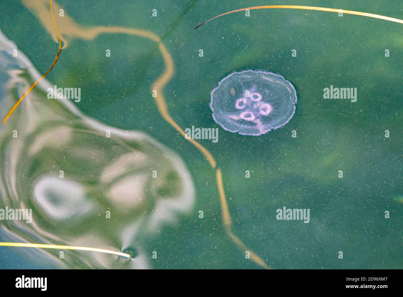 Un méduse de mer errant dans la Baltique transmet la phobie, la peur et les sentiments d'inconfort. Le poisson dangereux provoque des stings et des douleurs physiques lors des stings Banque D'Images