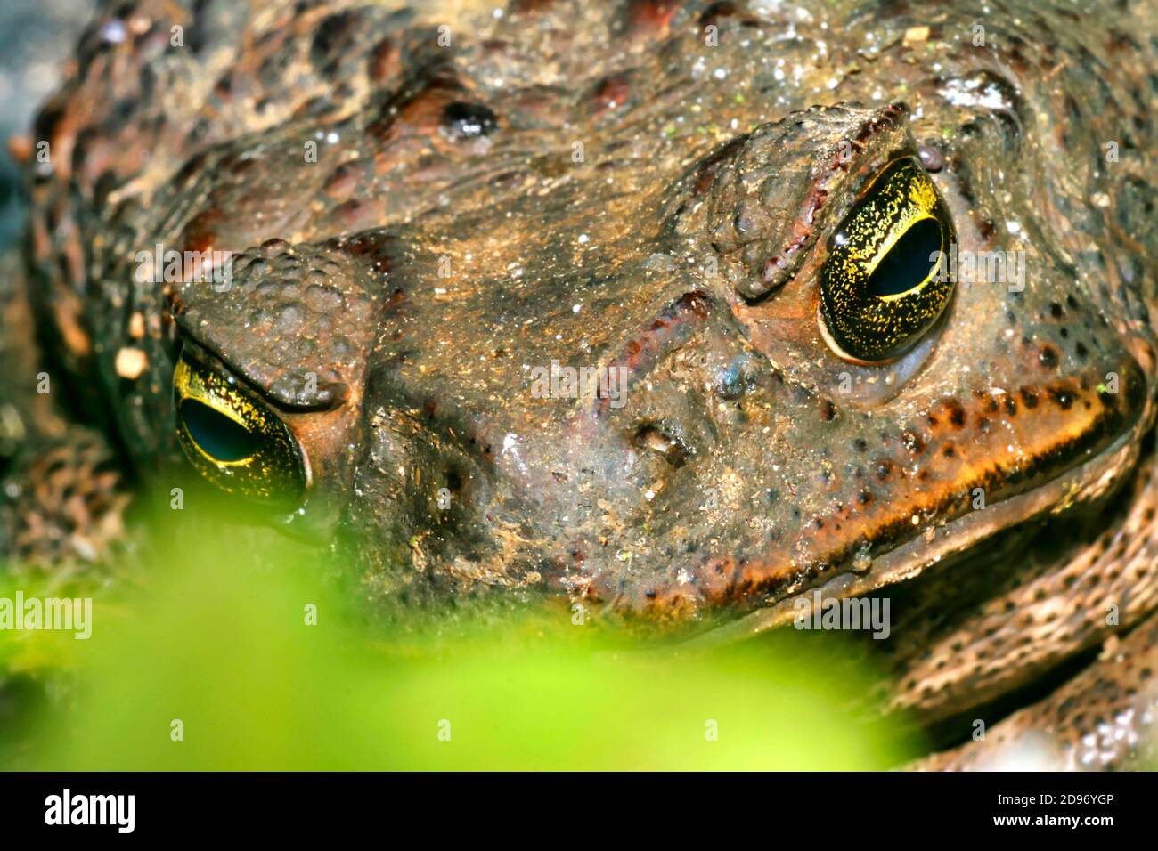 Toad tropical, Forêt tropicale, bassin de la rivière Napo, Amazonie, Equateur, Amérique Banque D'Images