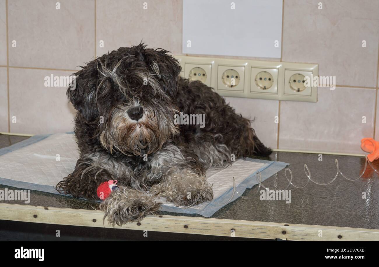 Le chien est allongé sur la table de la clinique vétérinaire avec un cathéter dans le paw pour transfusion sanguine, et une feuille d'avis papier vierge sur le mur avec un espace de copie Banque D'Images