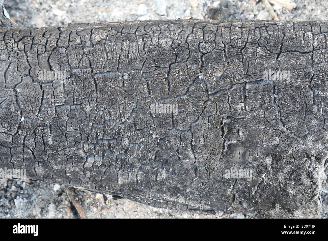 Bois brûlé éteint, feu de camp brûlé. Les textures, les répétitions et les marques de contrainte restent. Nuances de gris à noir, carbone, cendres, cendres résultant. Banque D'Images