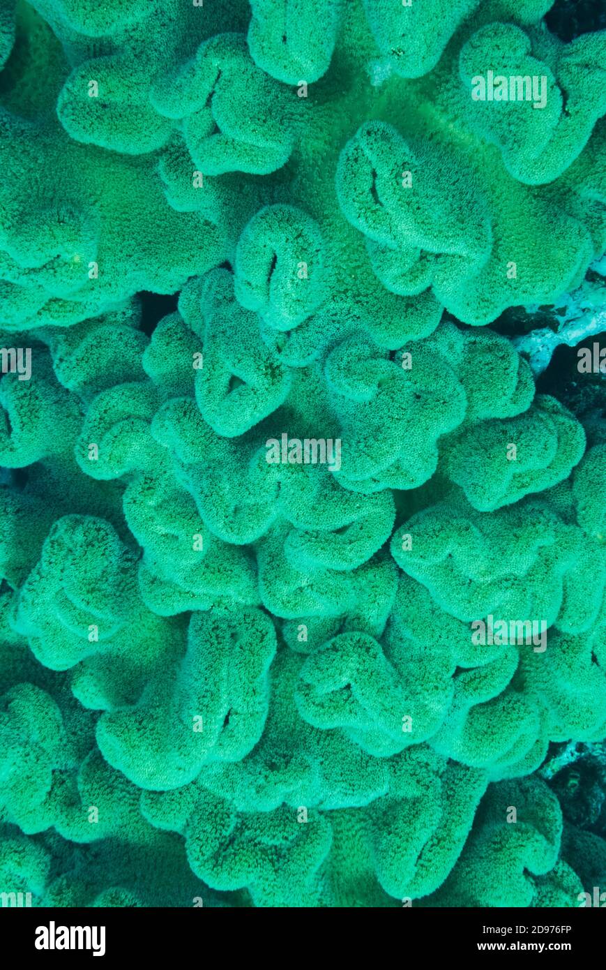 Corail en cuir jaune (Sarcophyton elegans), île Heron. Grande barrière de corail. Queensland. Australie. Océan Pacifique. Banque D'Images
