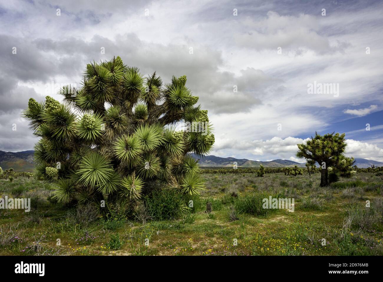 Joshua Tree (Yucca brevifolia) est une espèce végétale, semblable à un arbre en habitude, qui se trouve dans le sud-ouest des États-Unis dans le désert de Mojave. Banque D'Images