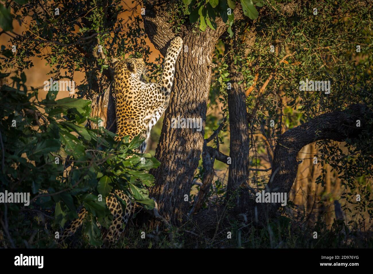 Leopard grimpant un arbre en crépuscule dans le parc national Kruger, Afrique du Sud ; espèce Panthera pardus famille des Felidae Banque D'Images
