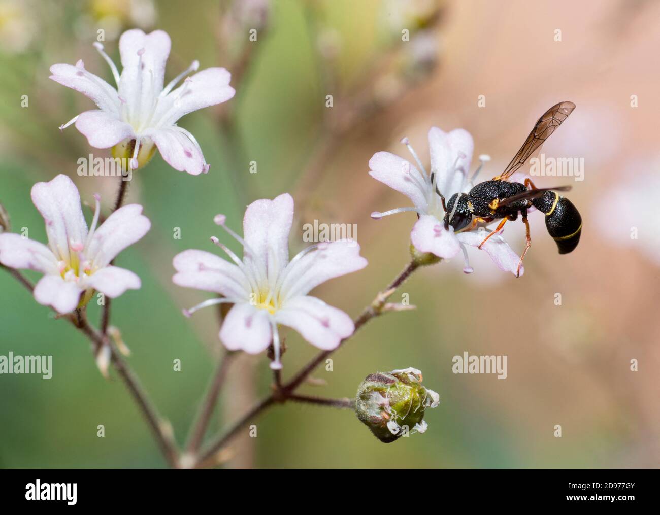 Guepe Solitaire Banque D Image Et Photos Alamy Guepe Solitaire Banque D Image Et Photos Alamy