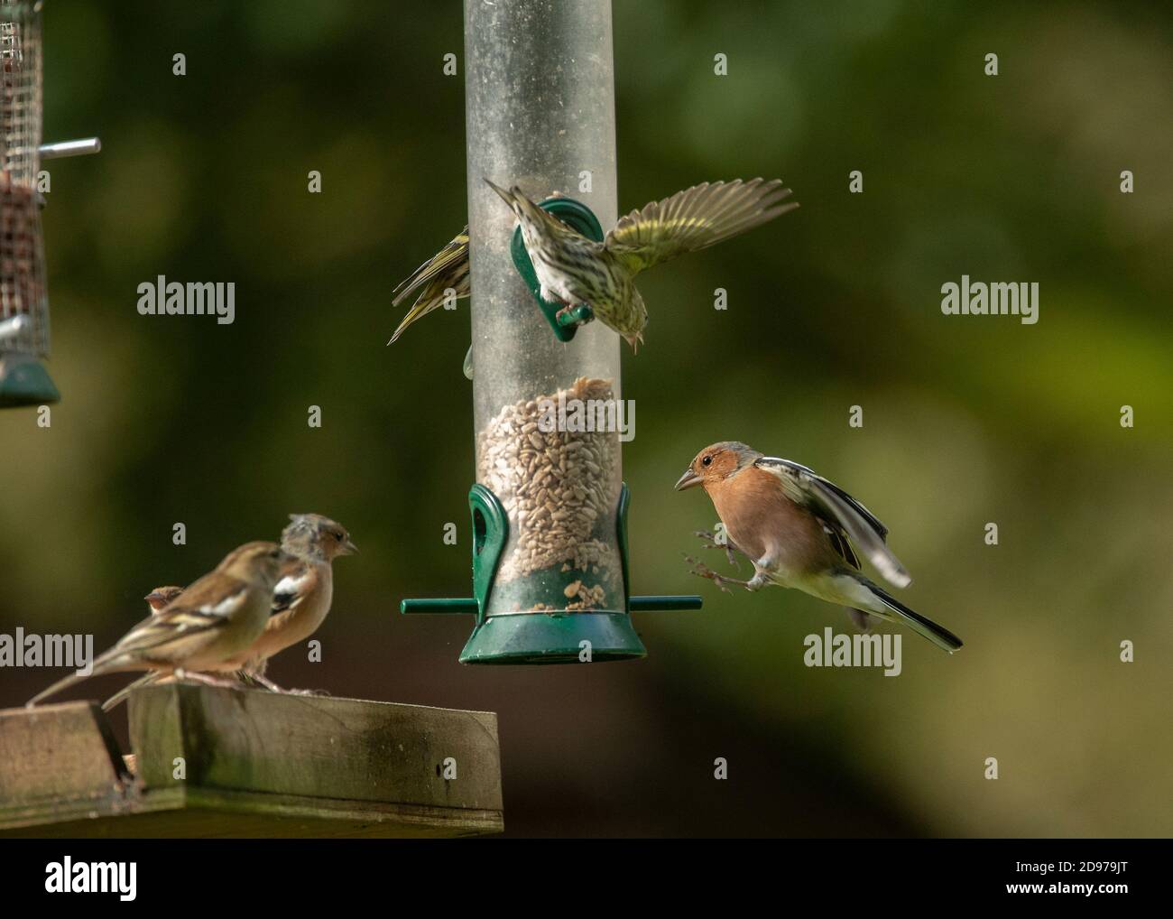Chaffinch (Fringilla coelebs), Siskin (Carduelis spinus) et Goldfinch (Carduelis carduelis) qui s'écrase dans le jardin rural, Dumfries, Écosse Banque D'Images