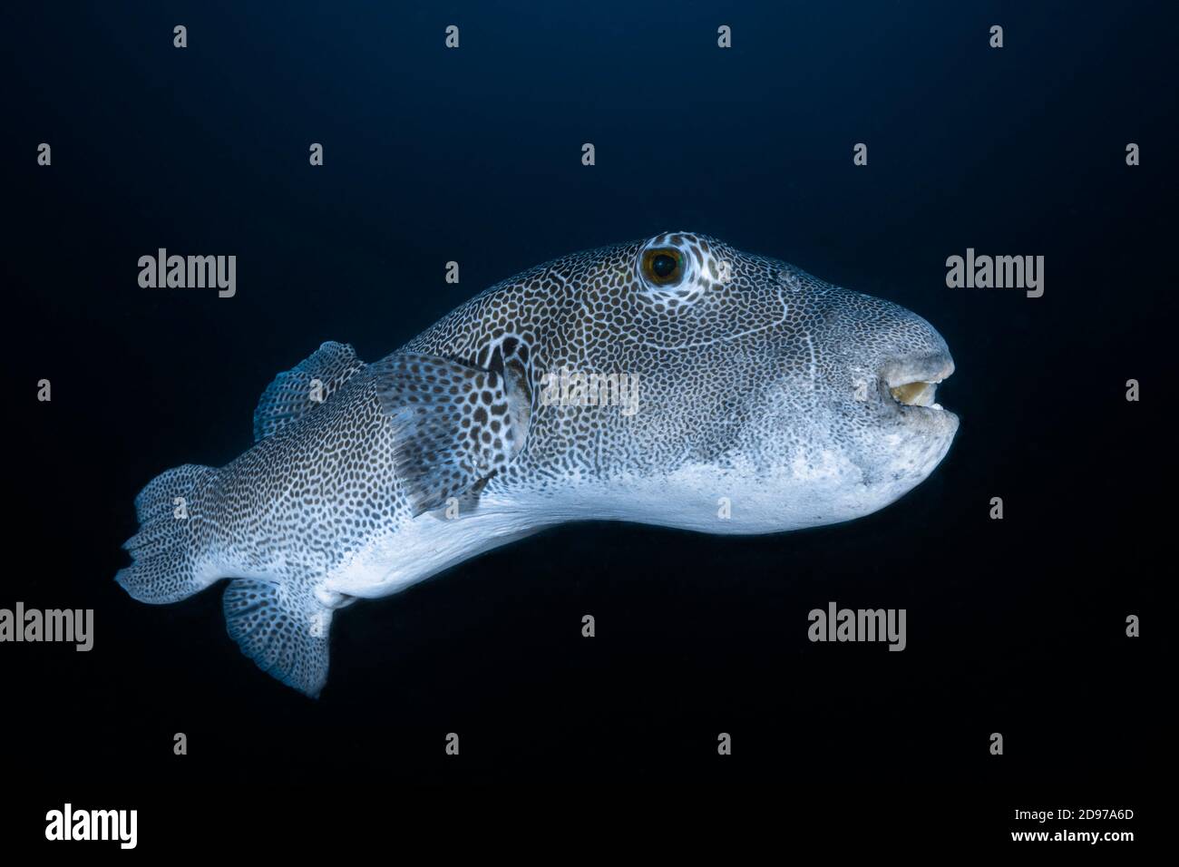 Crapaud étoilé (Arothron stellatus), mer d'Andaman, Thaïlande Banque D'Images