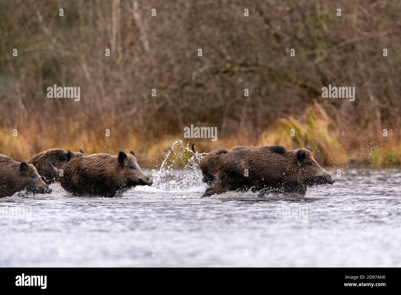 Le sanglier (Sus scrofa), traverser un bras d'eau, forêt du Rhin, Alsace, France Banque D'Images