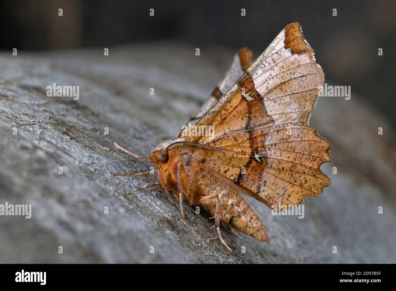 LUNAR Thorn (Selenia lunularia) Imago au repos avec des ailes à moitié surélevées caractéristiques de la famille, des jardins boisés, des bois, des carterpiliers sur des chênes, bi Banque D'Images