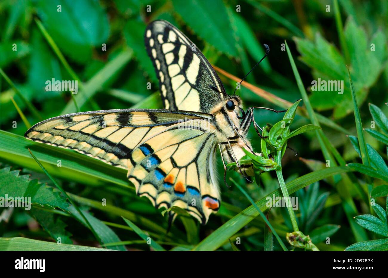 Œufs femelles pondus de machaon (Papilio machaon), Parc naturel régional des Vosges du Nord, France Banque D'Images