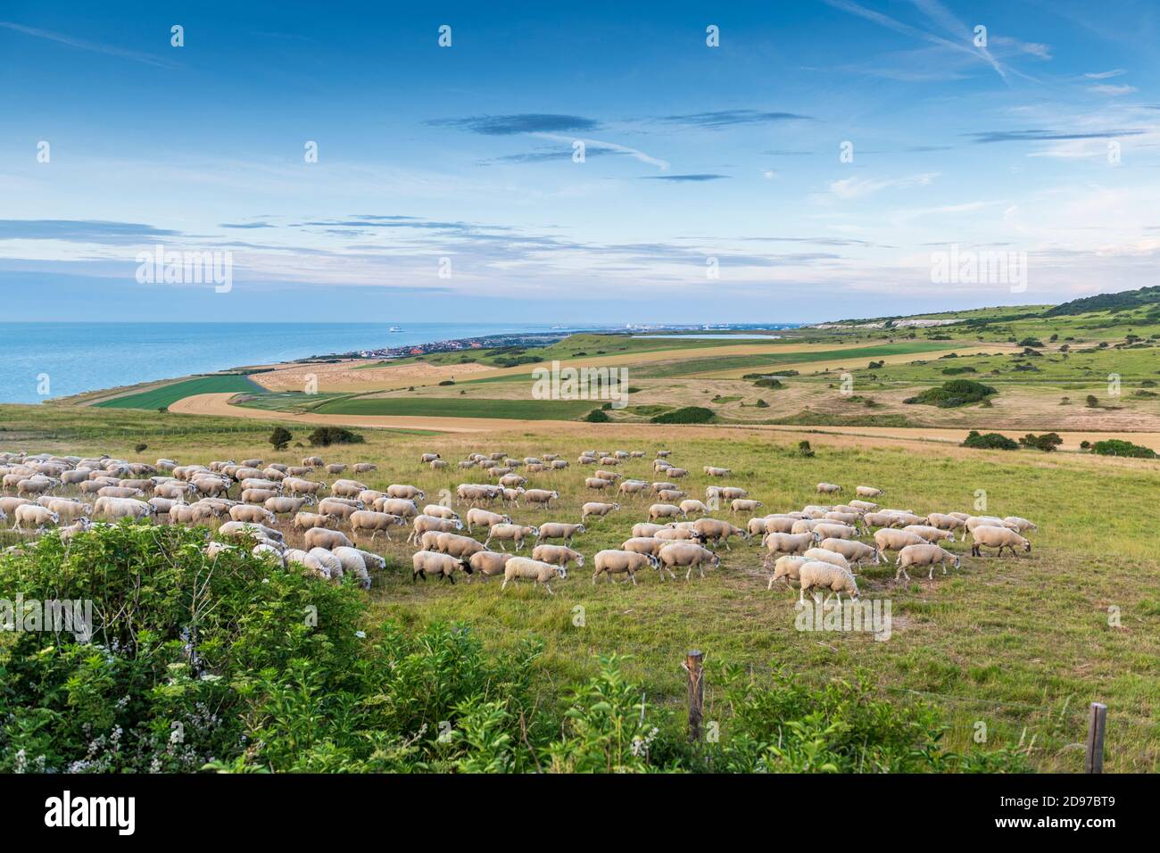 Éco-pâturage au Cap blanc-nez en été, pas de Calais, France Banque D'Images