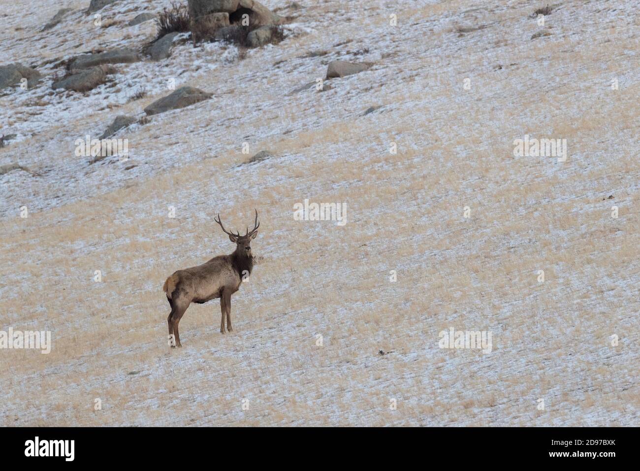 Cerf rouge (Cervus elaphus) dans la montagne, parc national de Hustai, Mongolie Banque D'Images