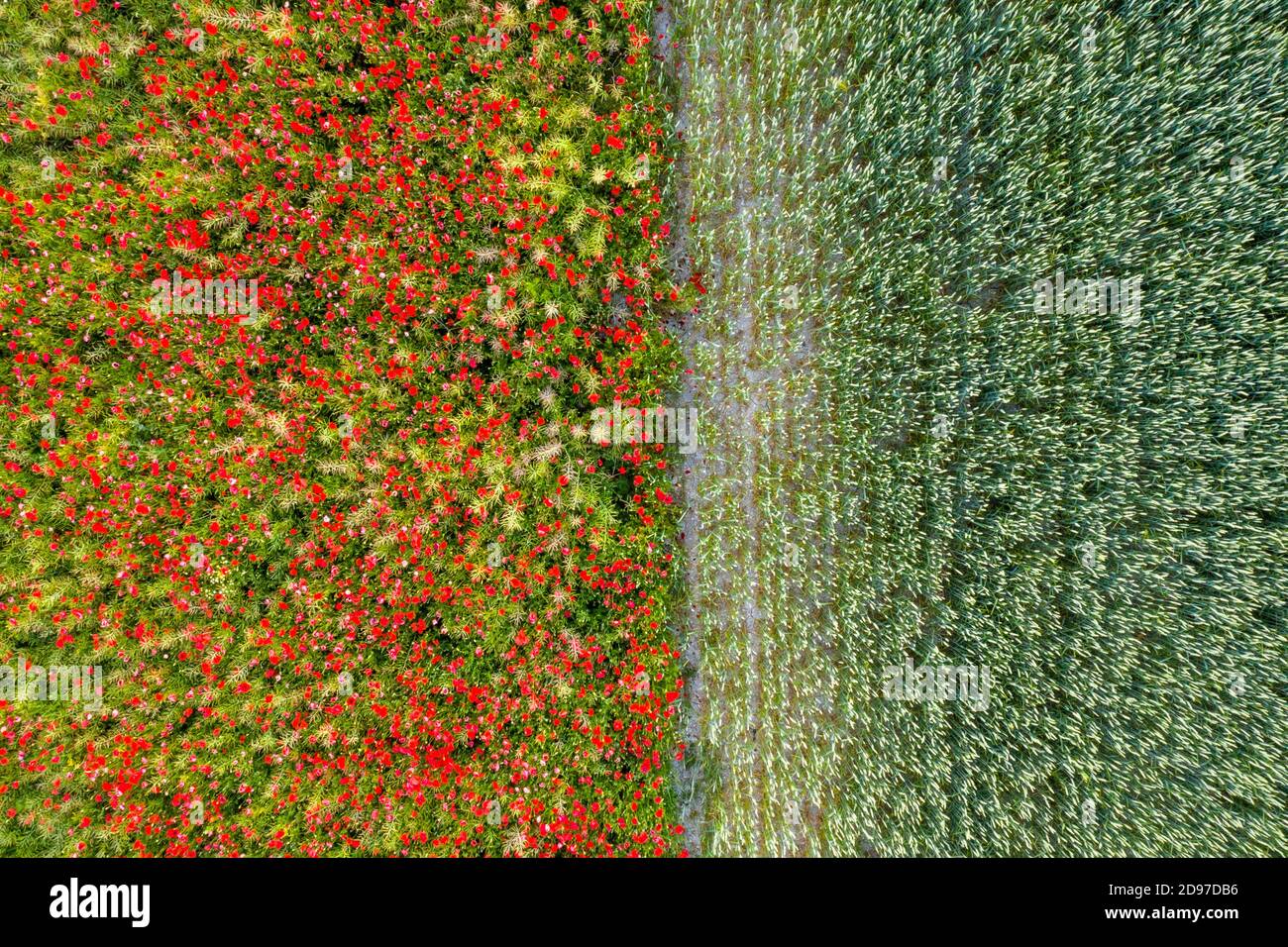 Coquelicots dans un champ de colza adjacent à un champ de blé, printemps, pas de Calais, France Banque D'Images