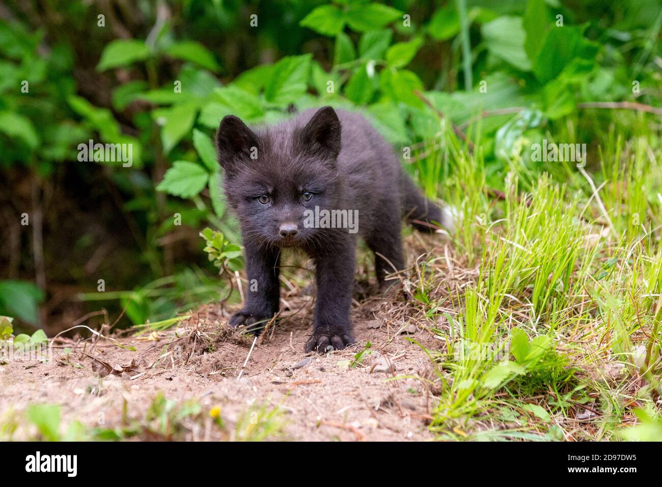 Renard Argente Banque D Image Et Photos Alamy Renard Argente Banque D Image Et Photos Alamy