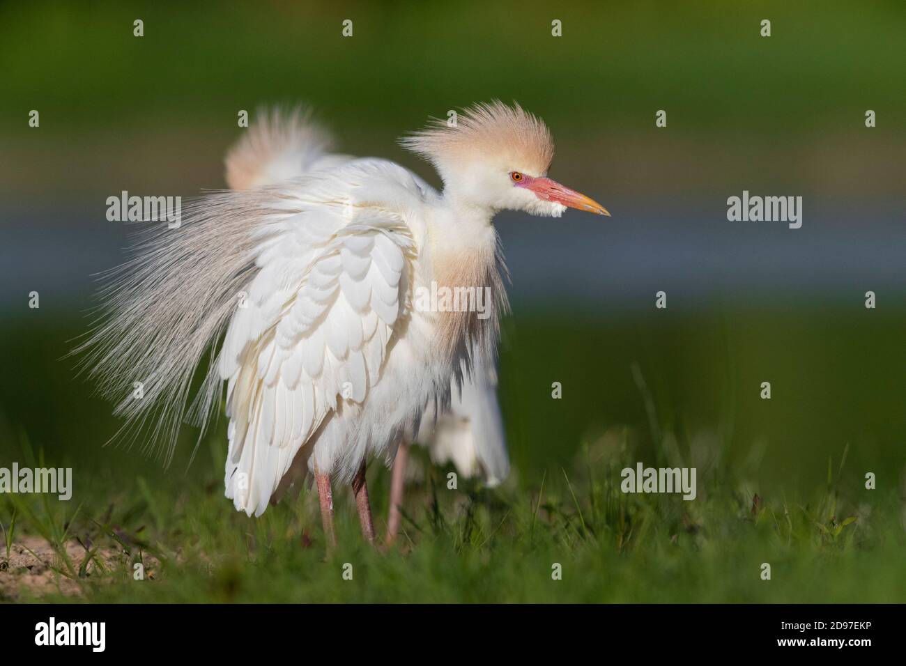Egret de bétail (Bubulcus ibis), adulte en pleine reproduction, plumage secouant ses plumes, Campanie, Italie Banque D'Images