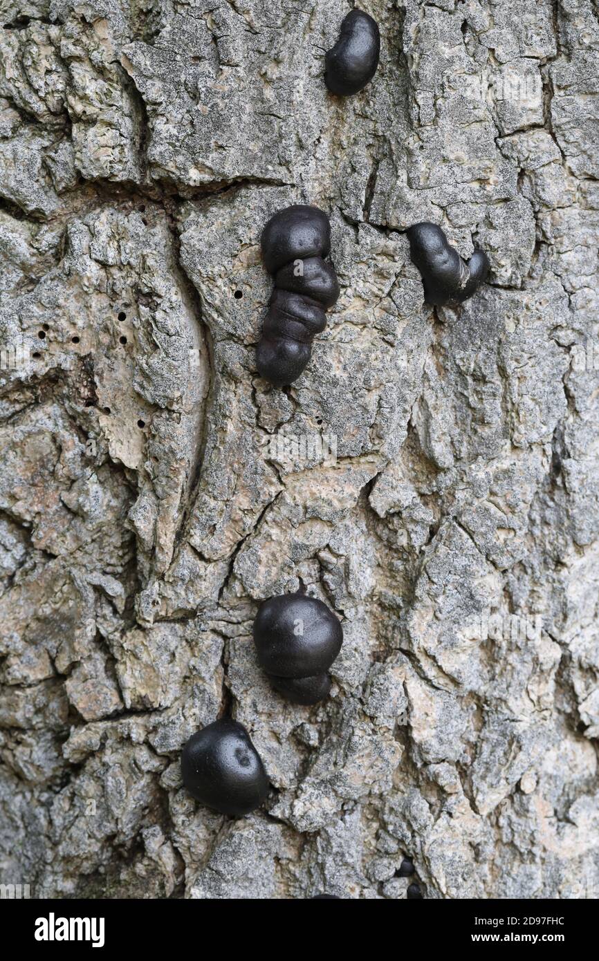 Le champignon du charbon, les billes de carbone, les gâteaux King Alfreds ou le champignon de départ de feu (Daldinia concentricia). Sur l'écorce d'un frêne mort (Fraxinus excelsior), Banque D'Images