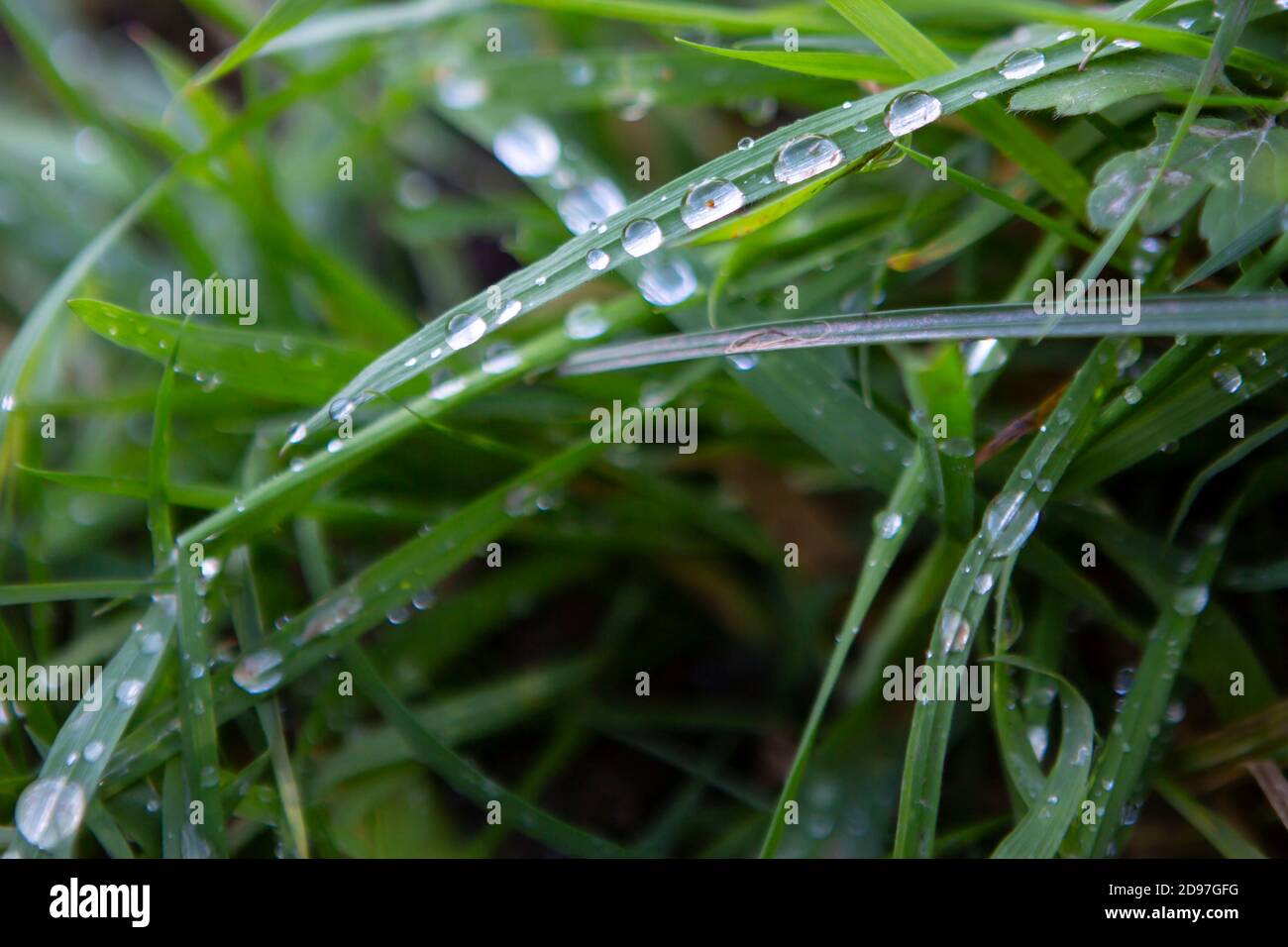 Les gouttes de pluie sur l'herbe Banque D'Images