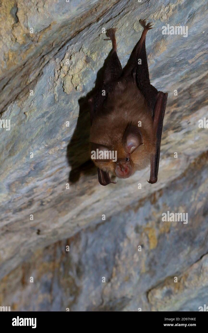 Chauve Souris Moindre Banque D Image Et Photos Alamy