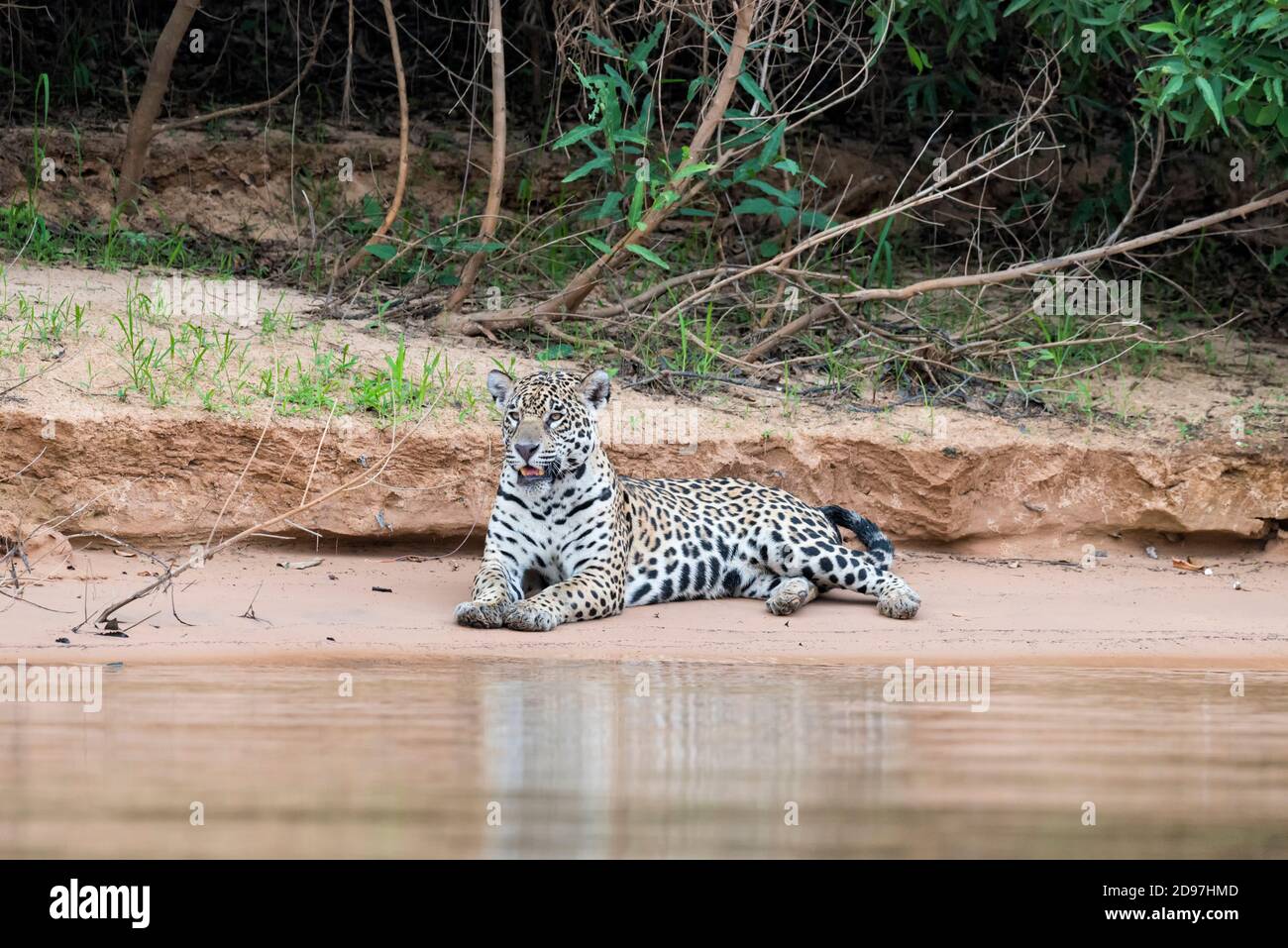 Jaguar (Panthera onca) sur une berge, Cuiaba river, Pantanal, Mato Grosso, Brésil Banque D'Images