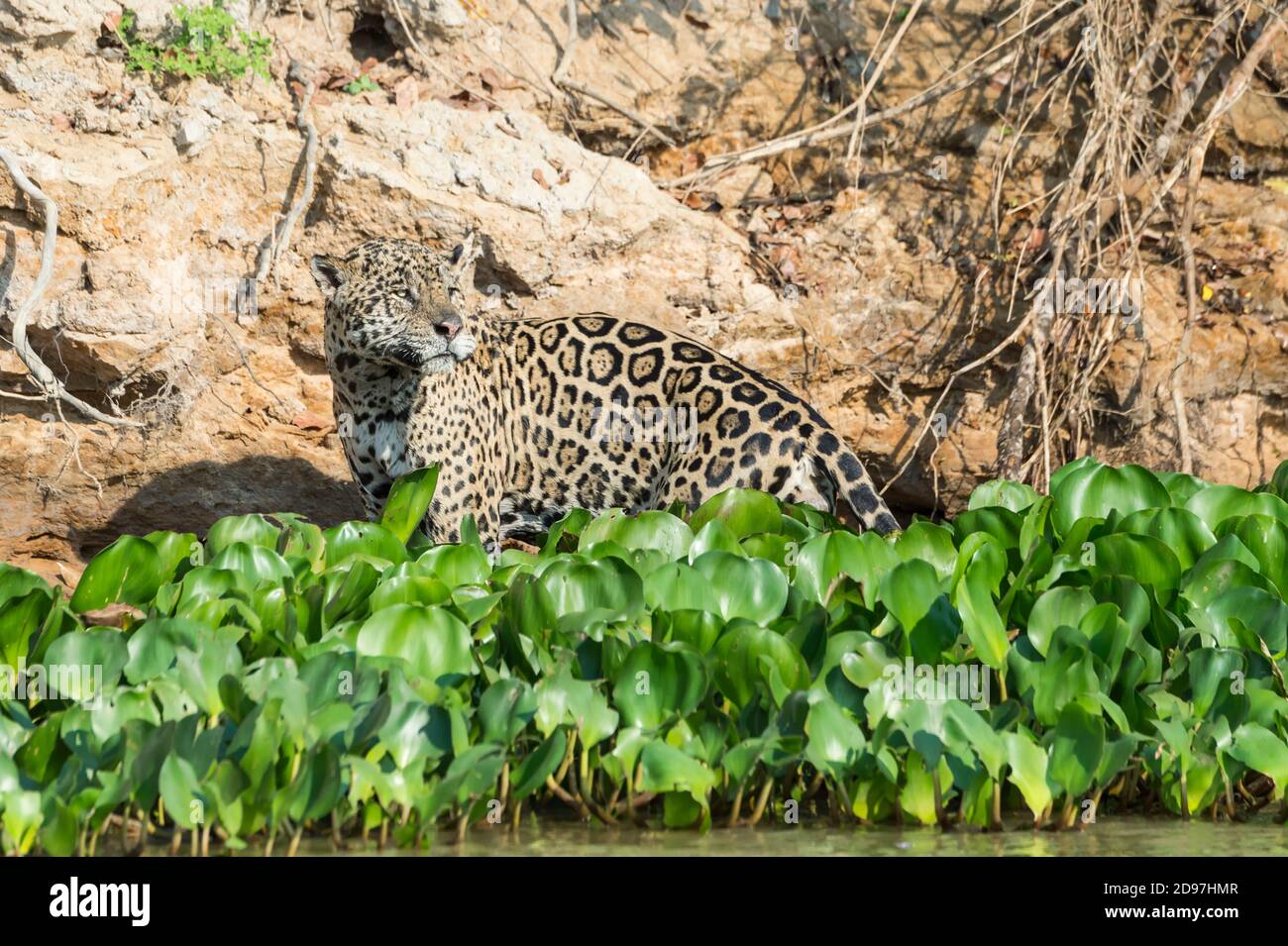 Homme Jaguar (Panthera onca) sur les rives, Cuiaba river, Pantanal, Mato Grosso, Brésil Banque D'Images