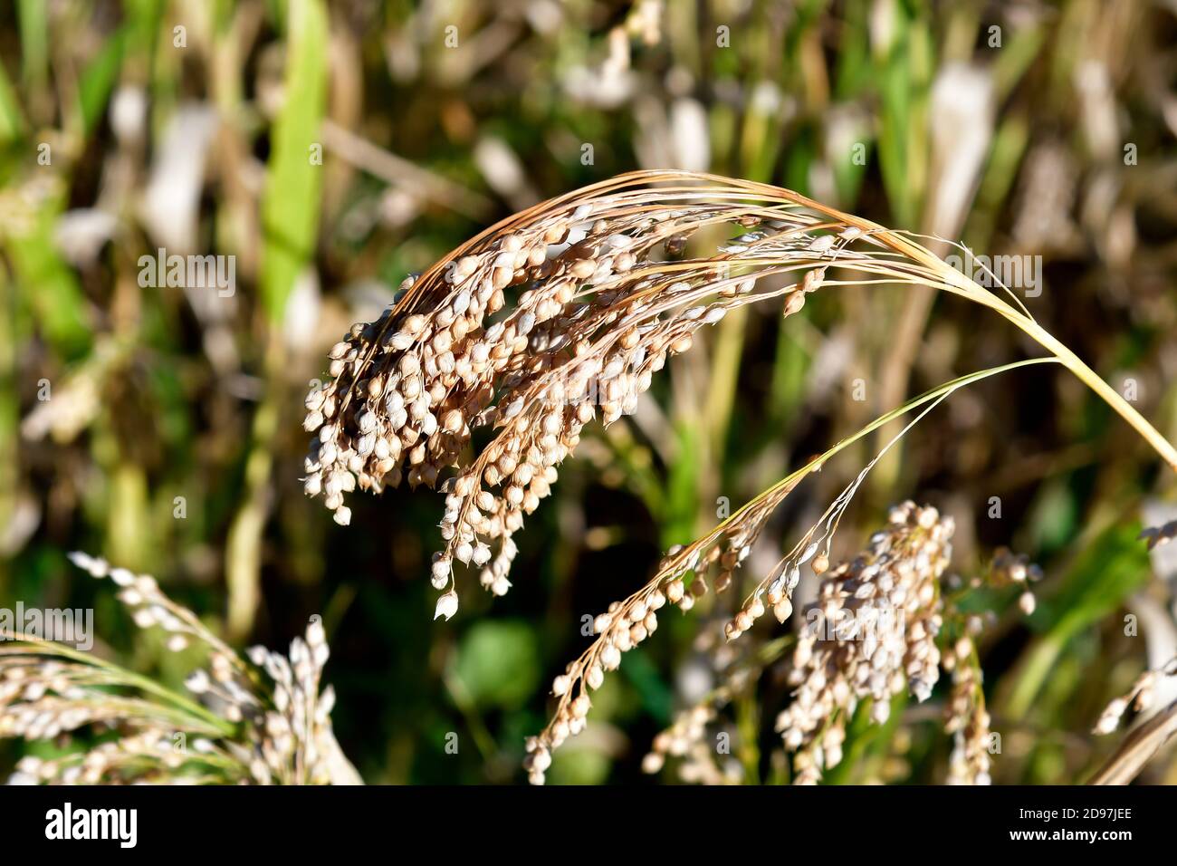 Autriche, agriculture, champ avec millet proso Banque D'Images