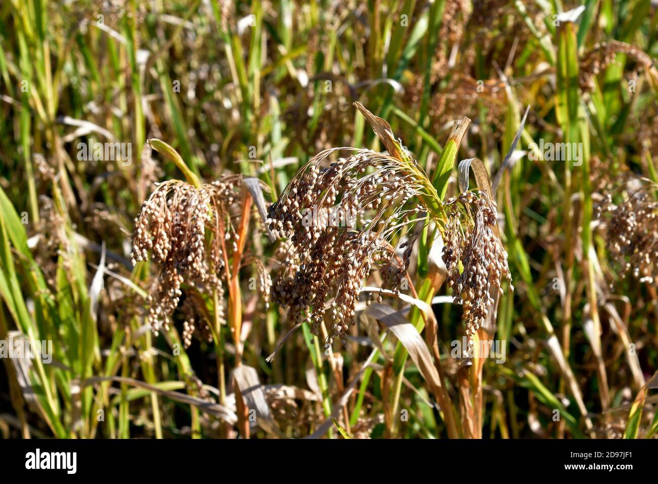 Autriche, agriculture, champ avec millet proso Banque D'Images