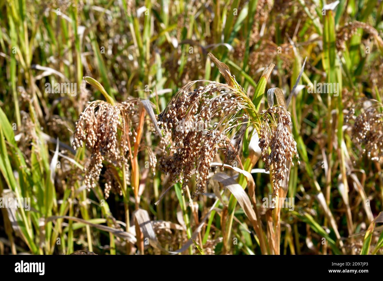 Autriche, agriculture, champ avec millet proso Banque D'Images