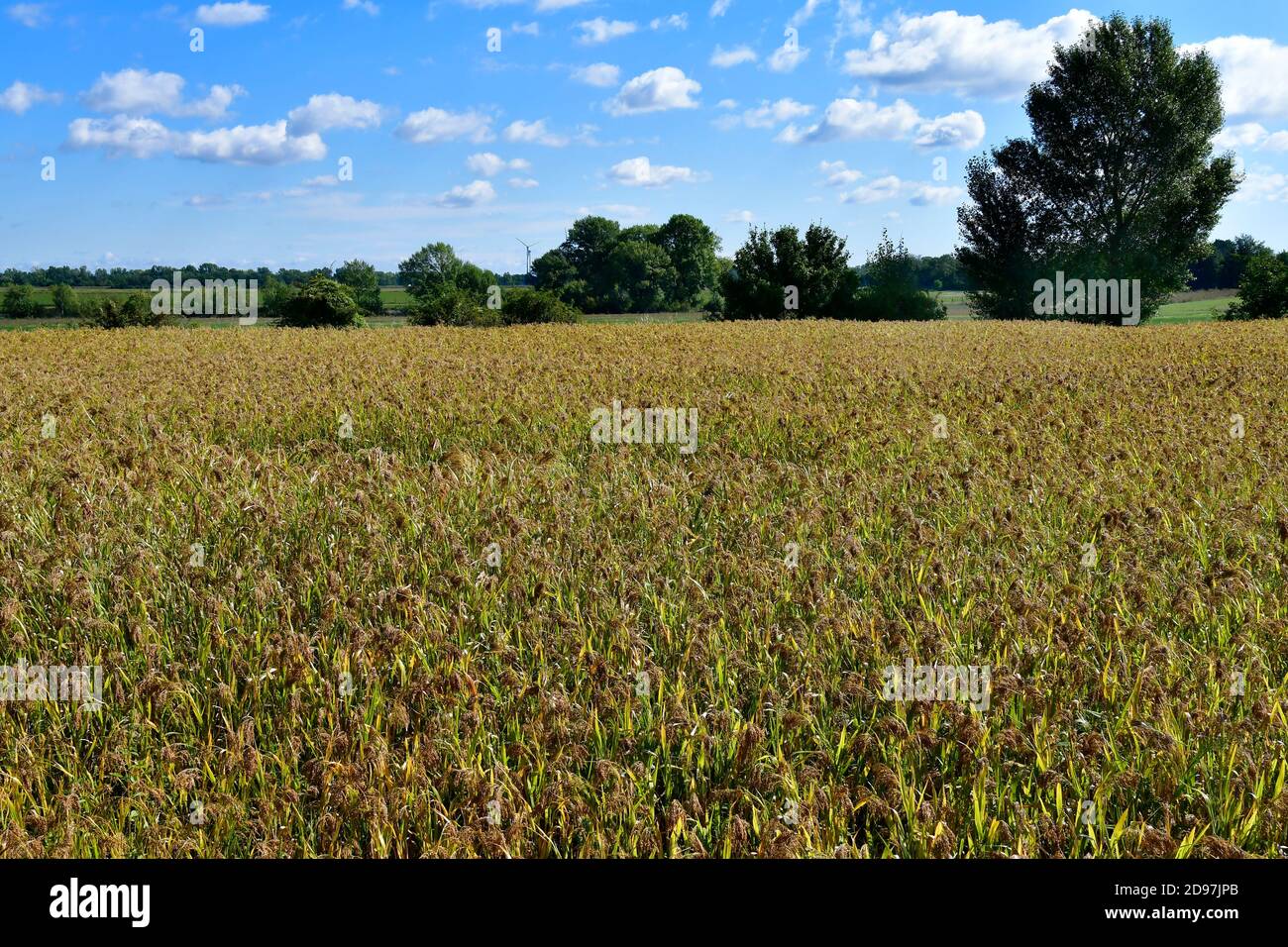 Autriche, agriculture, champ avec millet proso Banque D'Images