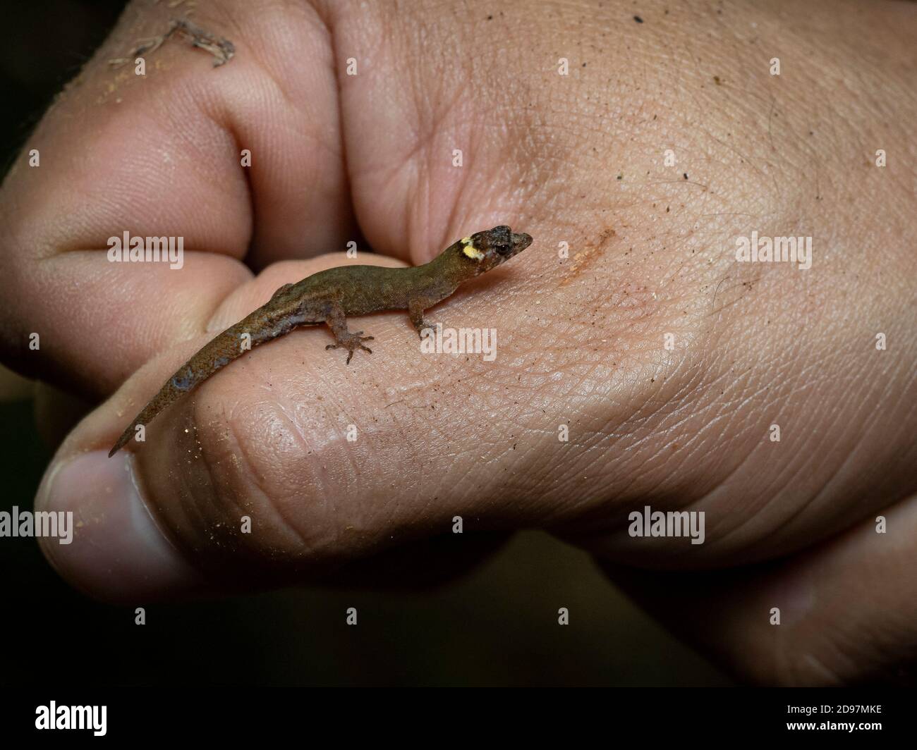 Gecko nain (Lepidophepharis emberawoundule), homme adulte dans la main du Dr Abel Batista, qui l'a décrit à la Science en 2014. Guna Yala, Panama, février Banque D'Images