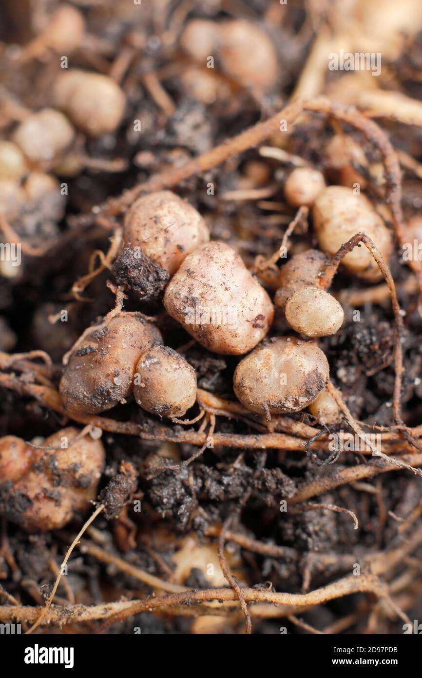Les nodules fixants à l'azote dans le système racinaire d'une plante de haricots se sont développés en relation symbiotique avec les bactéries du sol, les rhizobiums. Banque D'Images