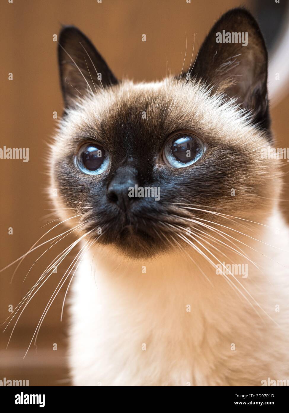 Portrait du chat siamois Banque D'Images