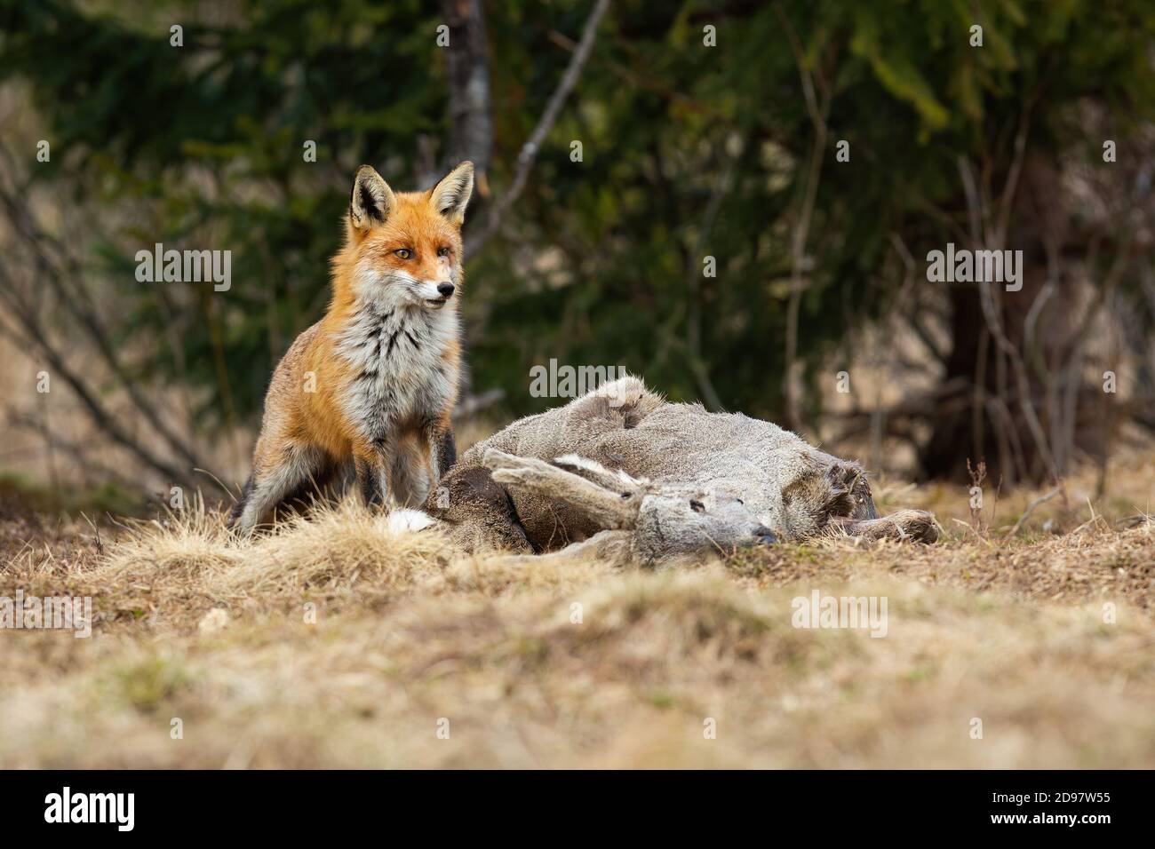 Renard rouge timide attendant près d'une mort de cerf de Virginie en hiver Banque D'Images